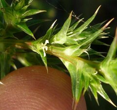 Salsola tragus flower